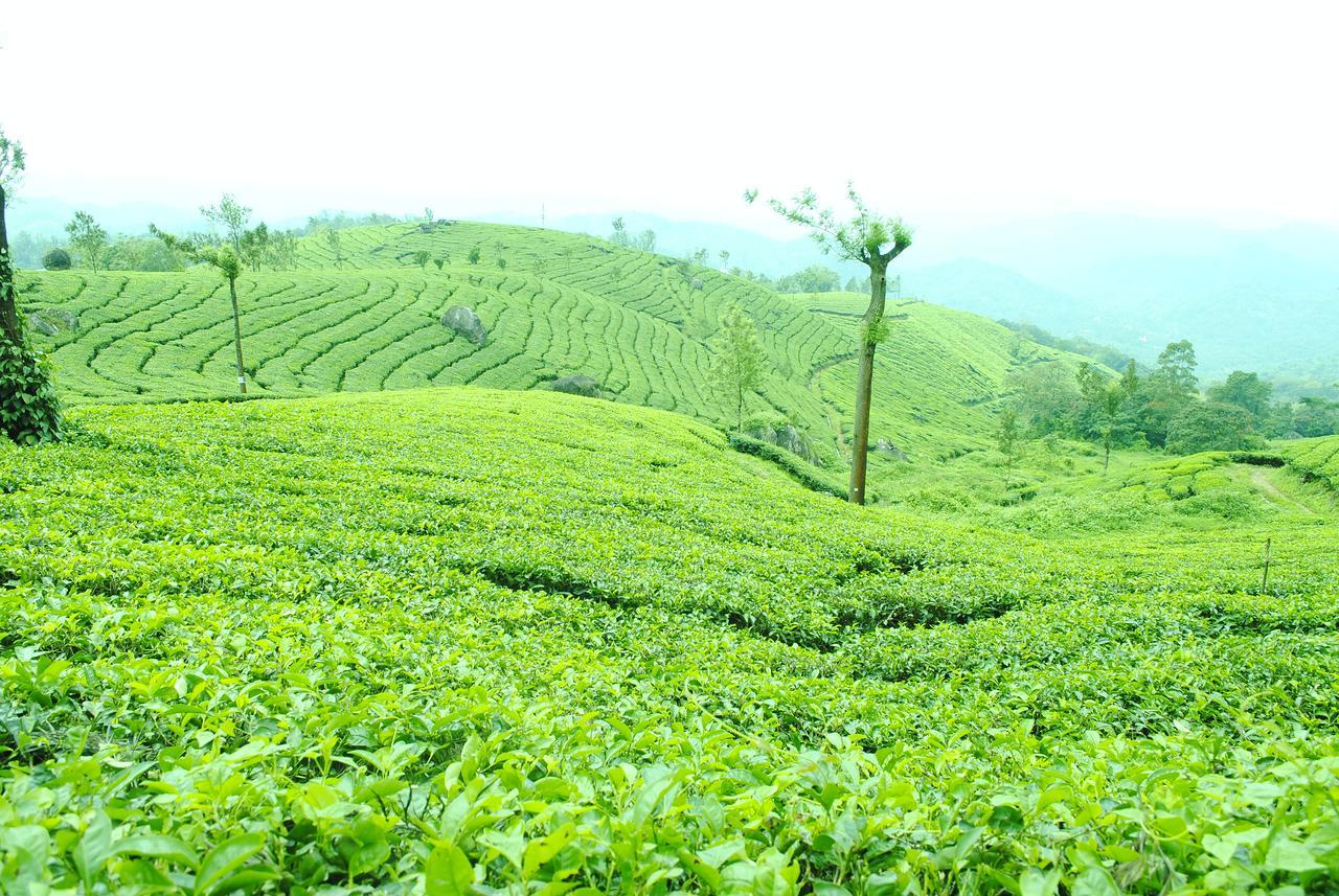 Tranquil Valley Resort Munnar Extérieur photo
